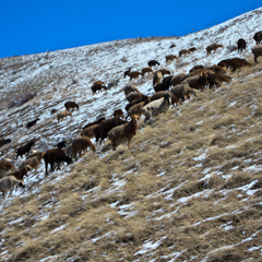Пикник на горе