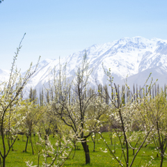 Фруктовый сад в горах