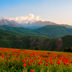 Долина маков в горах