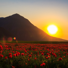 Маковый закат