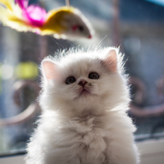 Пушистый котенок Скотиш страйт. Фотограф анималист г.Бишкек