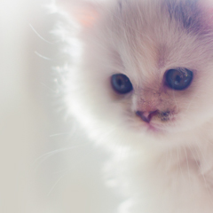 Фотосессия домашних животных г. Бишкек.