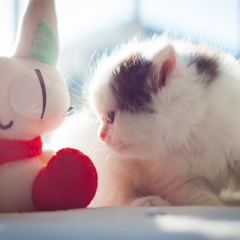 Фотосессия домашних животных г. Бишкек.