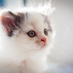 Фотосессия домашних животных г. Бишкек.