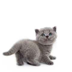 Пушистый котенок Шотландской породы. Фотосессия домашних животных г.Бишкек.