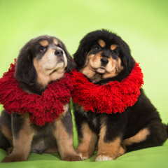 Щенки Неаполитанского мастифа. Фотосессия домашних животных г. Бишкек.