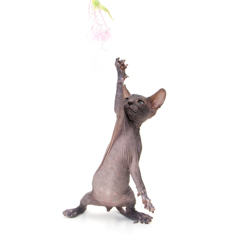 Игривый котенок сфинкса. Фотосессия домашних животных г. Бишкек.