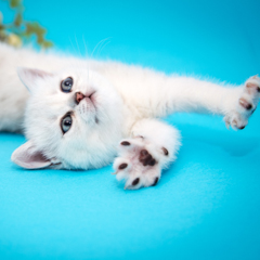 Фотосессия домашних животных г. Бишкек. Котенок британской шиншиллы.