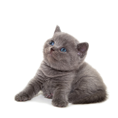 Фотосессия домашних животных г. Бишкек. Милый британский котенок.