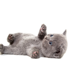 Фотосессия домашних животных г. Бишкек. Шкодный британский котенок.