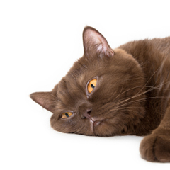 Фотосессия домашних животных г.Бишкек. Шоколадная кошка.