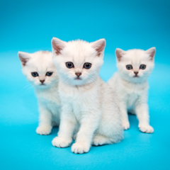 Фотосессия домашних животных г.Бишкек. Тройка британский котят