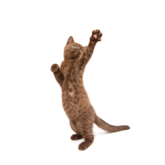 Фотосессия домашних животных г.Бишкек. Танцующий котенок