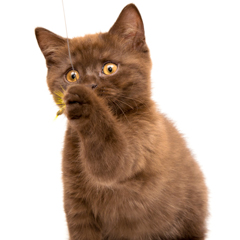 Фотосессия домашних животных г.Бишкек. Маленькое любопытное чудо