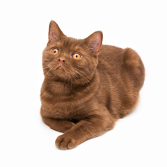 Фотосессия домашних животных г.Бишкек.