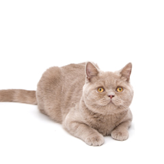 Фотосессия домашних животных г.Бишкек. Лиловый британский кот