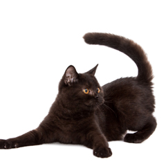 Фотосессия домашних животных г.Бишкек. Игривая черная кошка