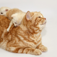 Фотосессия домашних животных г.Бишкек. Кошка с котятами