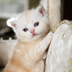 Фотосессия домашних животных г.Бишкек. Маленький котенок