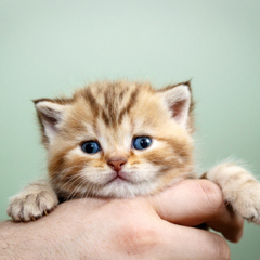 Фотосессия домашних животных г.Бишкек.