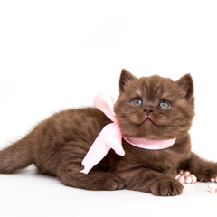 Фотосессия домашних животных г.Бишкек.