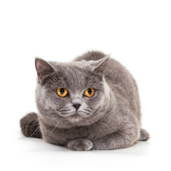 Фотосессия домашних животных г.Бишкек. Серьезный британский кот