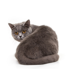 Фотосессия домашних животных г.Бишкек.