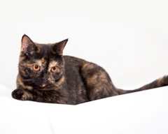 Фотосессия домашних животных г.Бишкек. Трехцветная кошка с янтарными глазами.