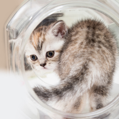 Фотосессия домашних животных г.Бишкек.