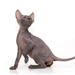 Фотосессия домашних животных г.Бишкек. Красавец сфинкс