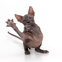 Фотосессия домашних животных г.Бишкек. Котенок сфинкса