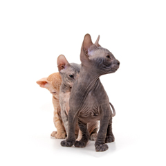 Фотосессия домашних животных г.Бишкек. Котята сфинкса, чудесные лысики