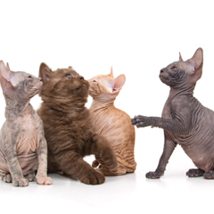 Фотосессия домашних животных г.Бишкек.