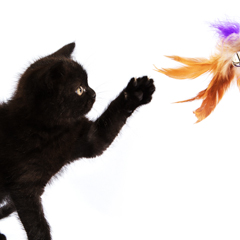 Фотосессия домашних животных г.Бишкек. Игривая черная кошка