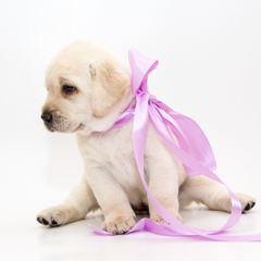 Фотосессия домашних животных г.Бишкек. Щенок лабрадора, золотистого ретривера