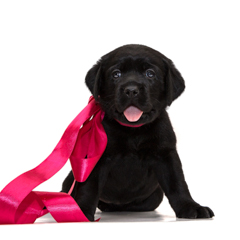 Фотосессия домашних животных г.Бишкек. Щенок лабрадора.