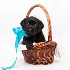 Фотосессия домашних животных г.Бишкек. Щенок лабрадора.