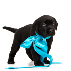 Фотосессия домашних животных г.Бишкек. Щенок лабрадора.