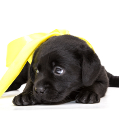 Фотосессия домашних животных г.Бишкек. Щенок лабрадора.