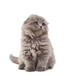 Фотосессия домашних животных г.Бишкек. Пушистый котенок скотиш фолд.