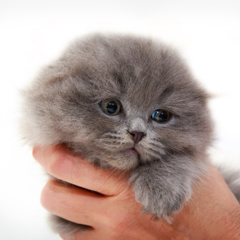 Фотосессия домашних животных г.Бишкек. Пушистый котенок скотиш фолд.