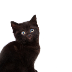 Фотосессия домашних животных г.Бишкек. 