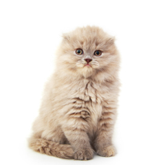 Фотосессия домашних животных г.Бишкек. 