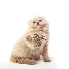 Фотосессия домашних животных г.Бишкек. 