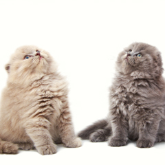 Фотосессия домашних животных г.Бишкек. 