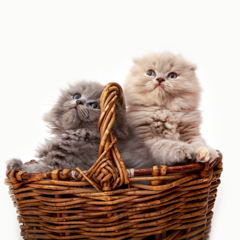 Фотосессия домашних животных г.Бишкек. Два милых пушистых котенка