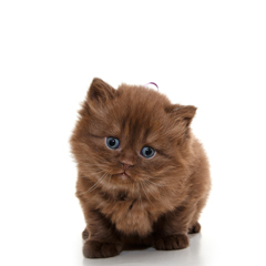 Фотосессия домашних животных г.Бишкек. Шоколадная мимишность