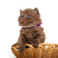 Фотосессия домашних животных г.Бишкек. Шоколадка в корзинке