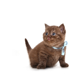 Фотосессия домашних животных г.Бишкек. Шоколадный котенок