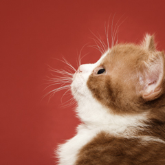 Фотосессия домашних животных г.Бишкек. Профиль британского котенка